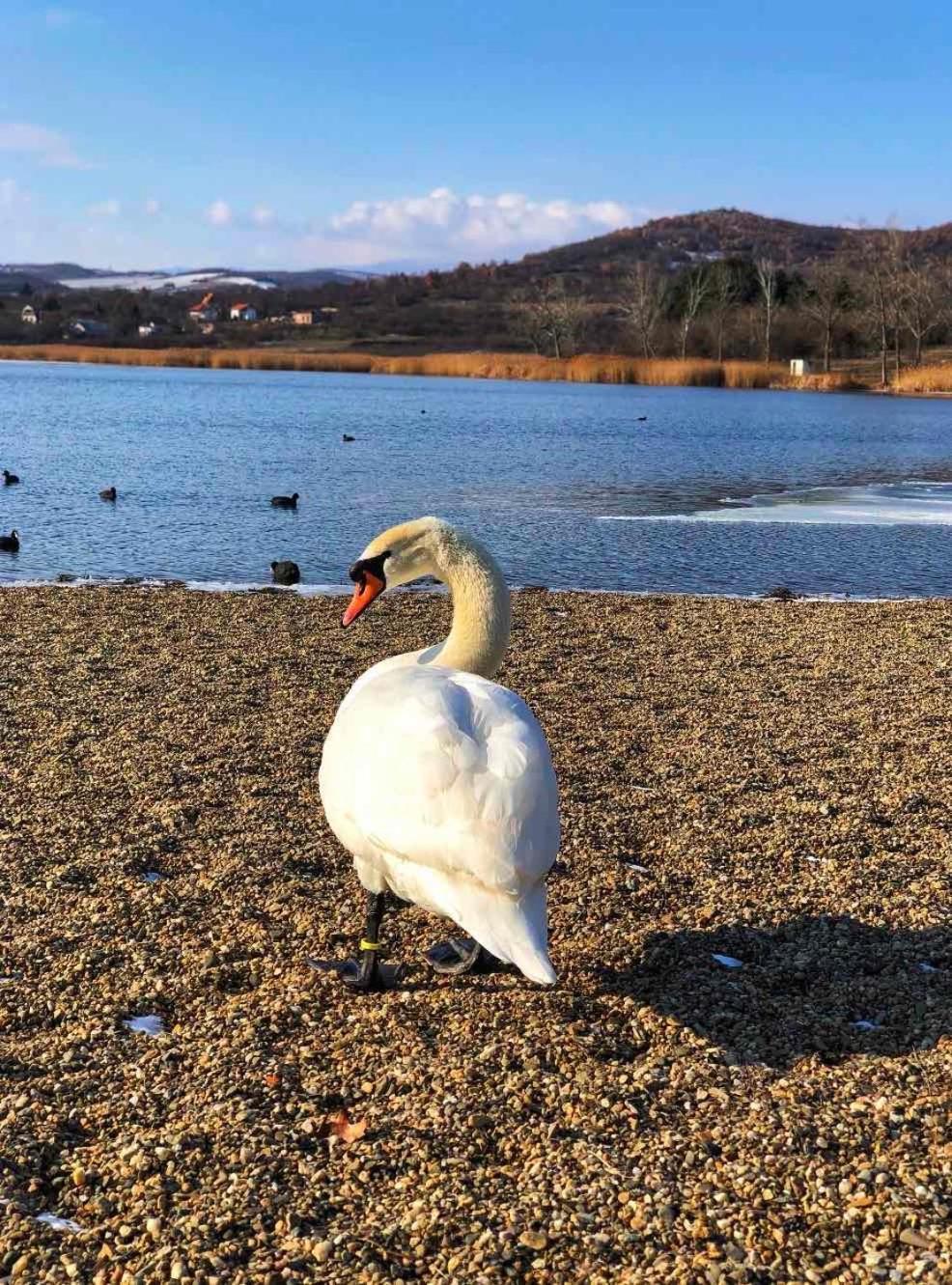 Garni Hotel Oblacinsko Jezero Oblacina Экстерьер фото