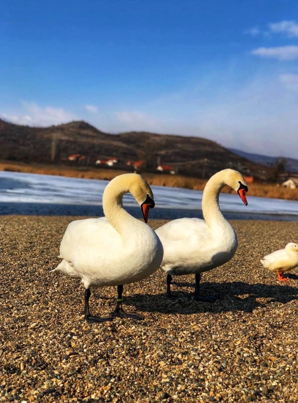 Garni Hotel Oblacinsko Jezero Oblacina Экстерьер фото
